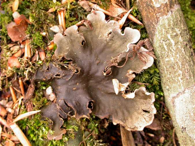 Peltigera praetextata and Bacidia laurocerasi on the twig