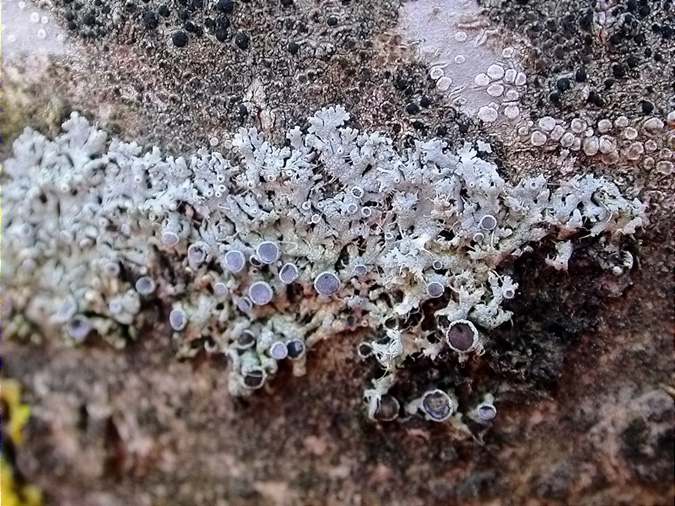 Physcia leptalea