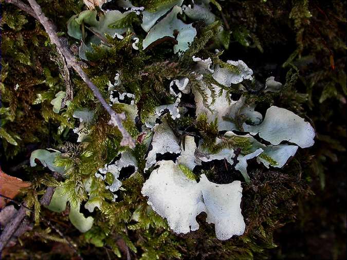 Parmotrema reticulatum (=Parmelia reticulata)