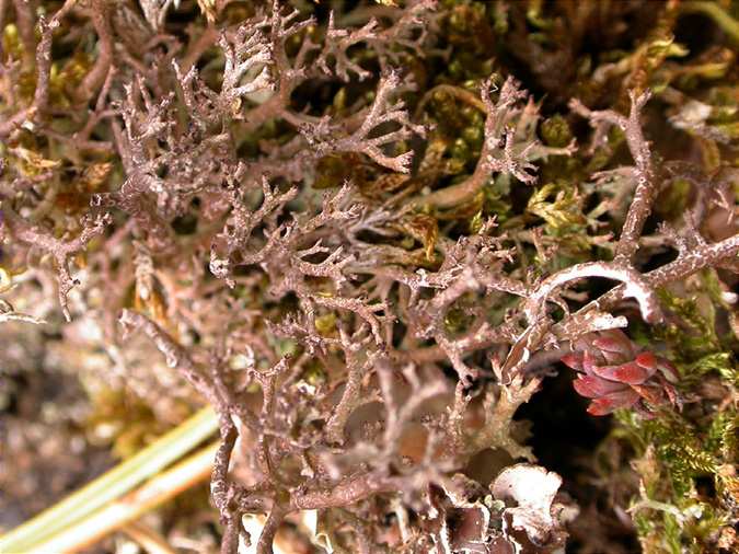 Cladonia rangiformis