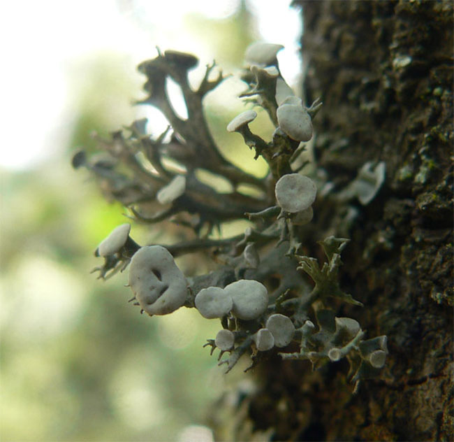 Ramalina fastigiata