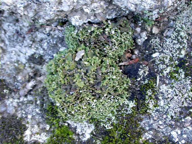 Cladonia strepsilis habitus