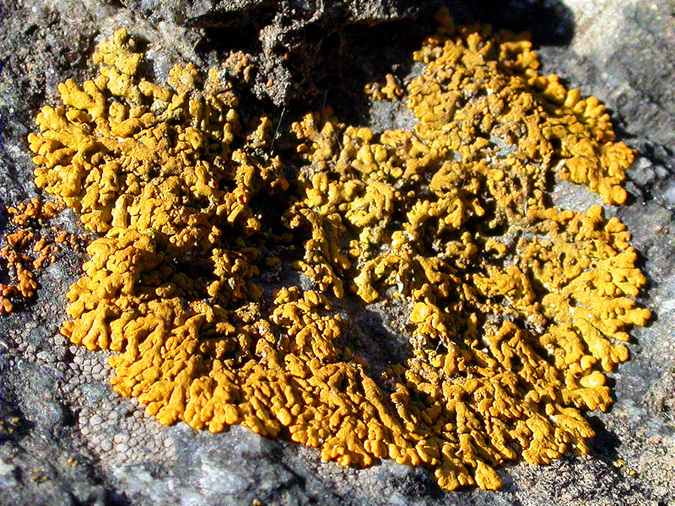 Xanthoria sorediata