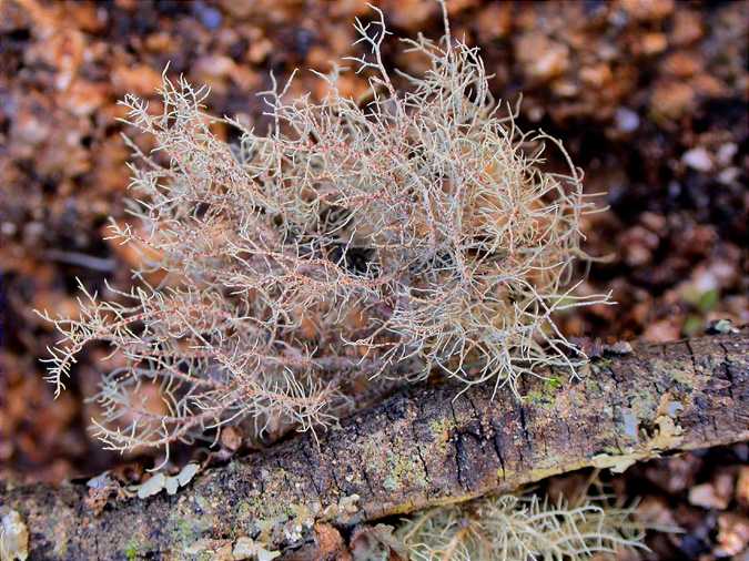 Usnea subcornuta