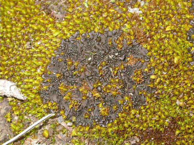 Leptogium plicatile