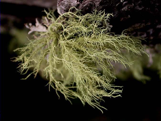 Usnea hirta