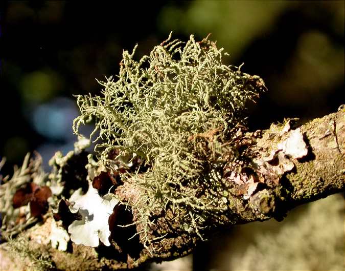 Usnea rubicunda