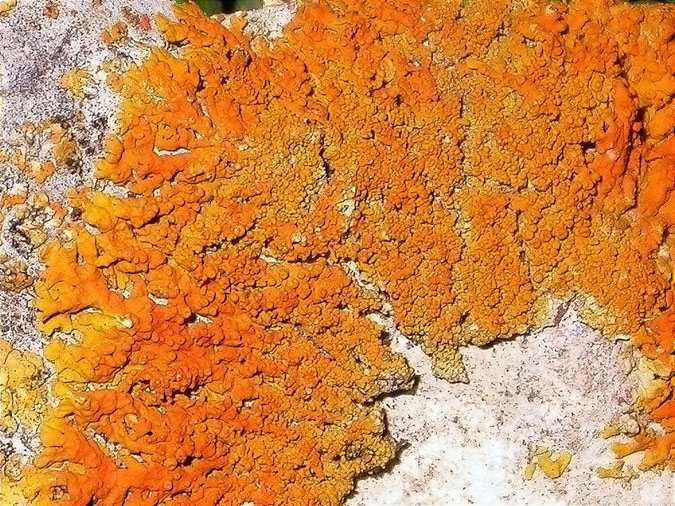 Xanthoria calcicola