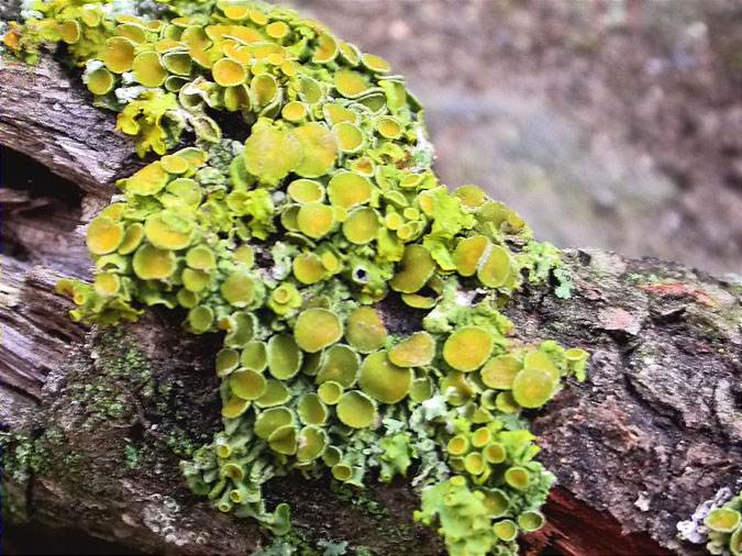 Xanthoria polycarpa