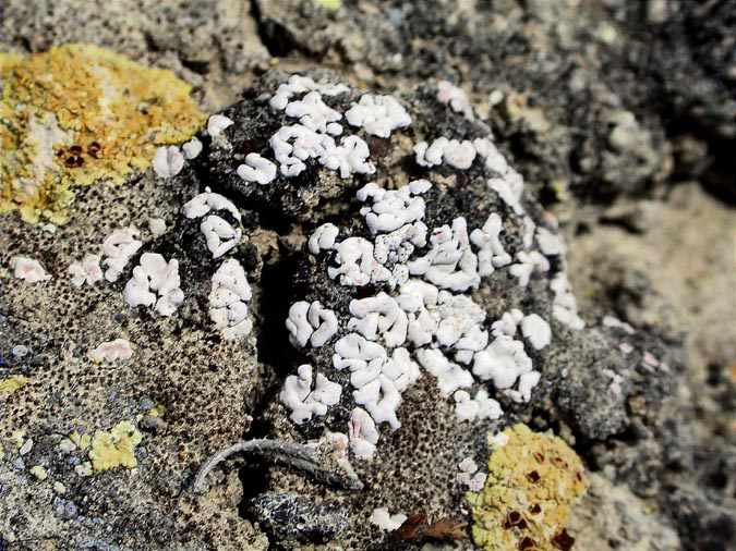 Psora saviezii with Acarospora nodulosa , Toninia sedifolia and Fulgensia poelti