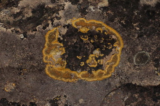 Caloplaca saxicola (Hoffm.) Nordin