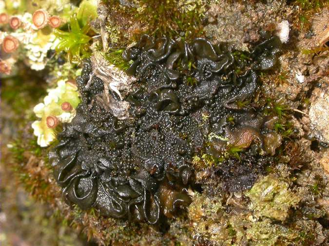 Collema auriforme (=Collema auriculatum)