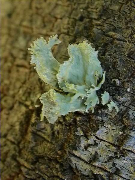 Ramalina canariensis