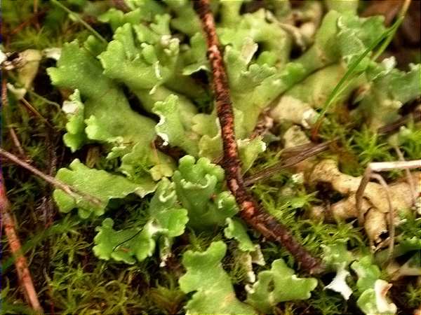 Cladonia convoluta