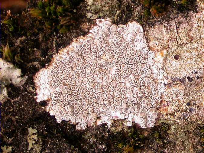 Lecanora carpinea