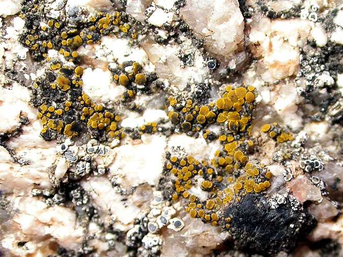 Candelariella aurella amb Lecanora dispersa parasitats per un fong