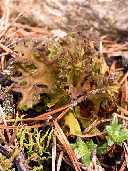 Cetraria islandica detail