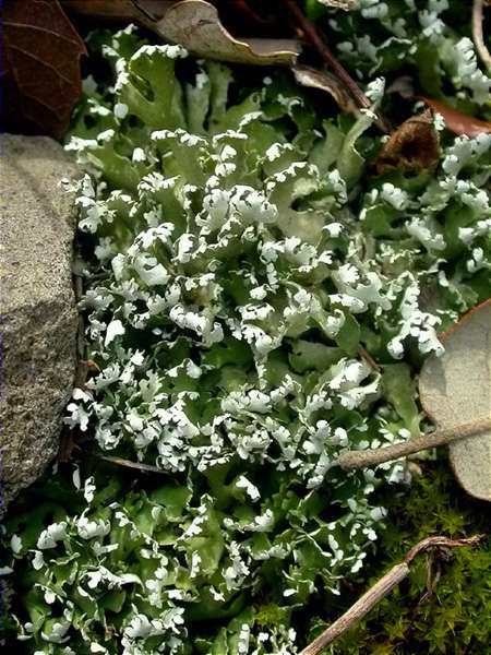 Cladonia foliacea