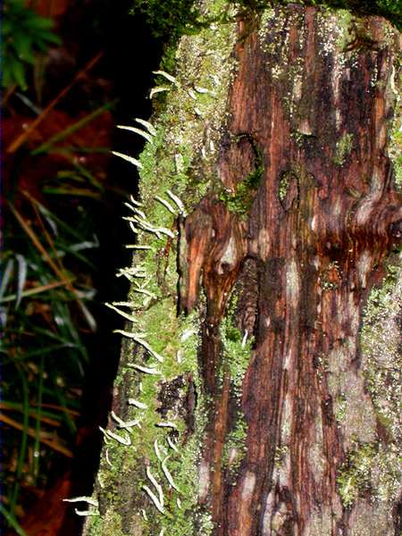 Cladonia coniocraea