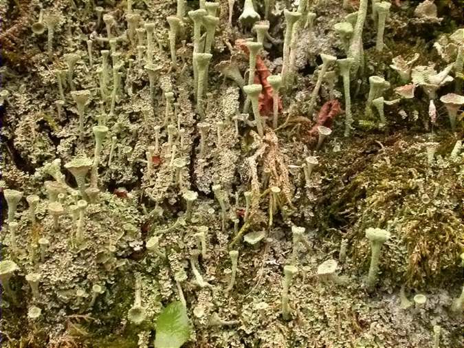 Cladonia fimbriata