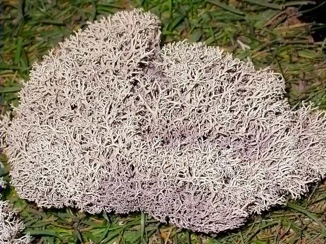 Molsa blanca 2 (Cladonia mediterranea)