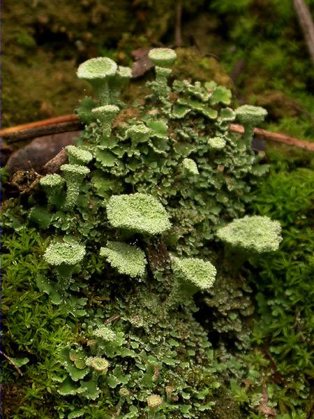 Cladonia pyxidata