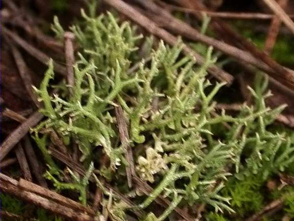 Cladonia rangiformis