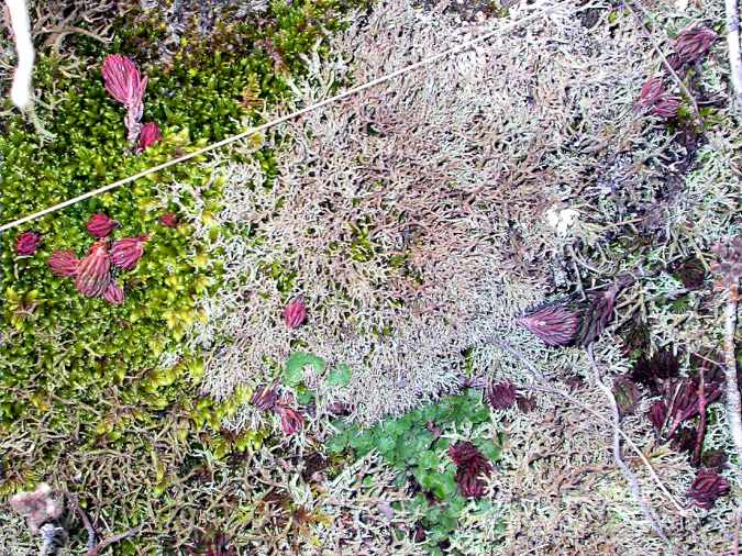 Cladonia rangiferina and Cladonia arbuscula habitus