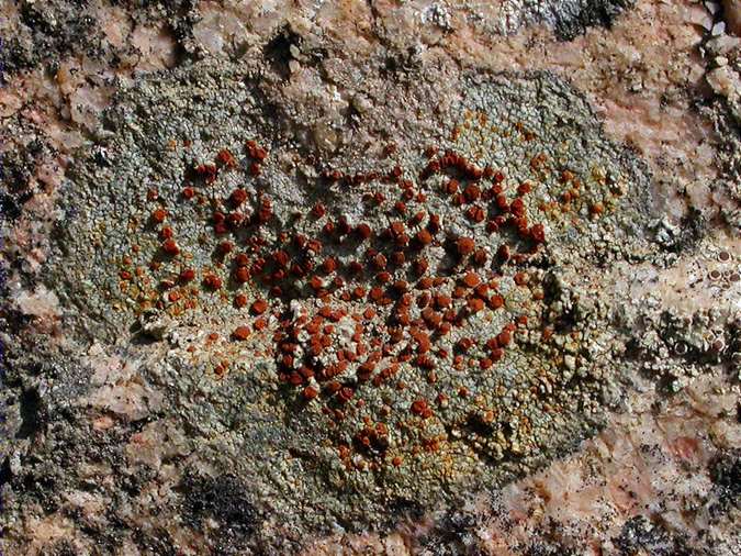 Caloplaca crenularia