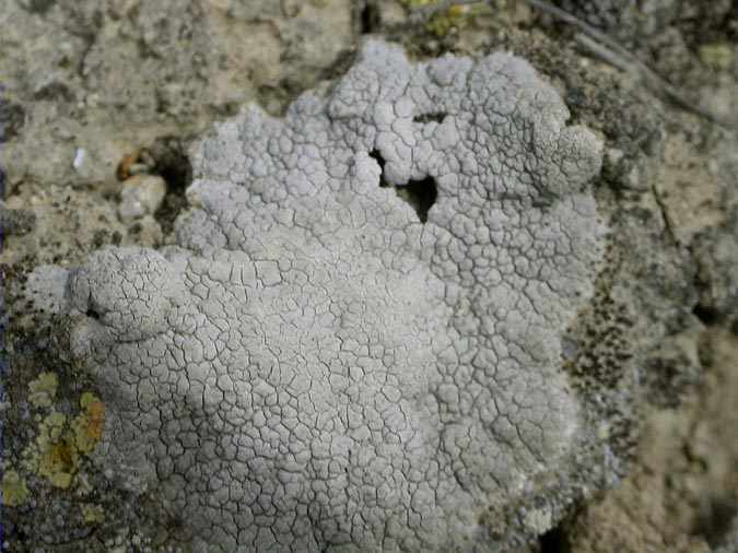 Diploschistes diacapsis (=D. steppicus)