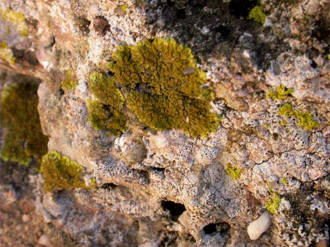 Diploschistes ocellatus recobert de Xanthoria parietina, Fulgensia fulgida i Collema cristatum