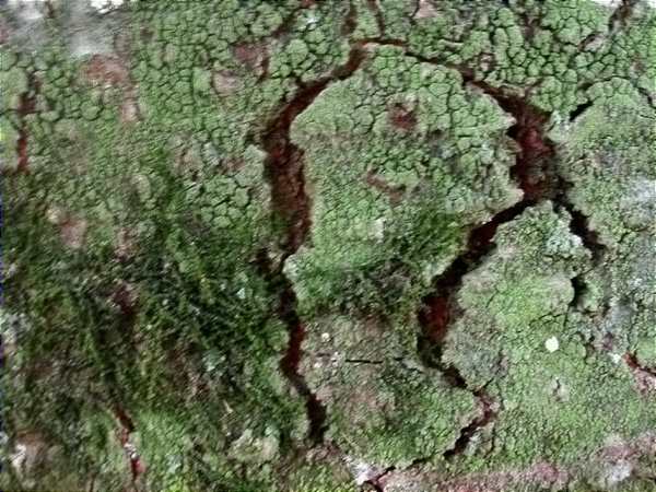 Lecanora expallens