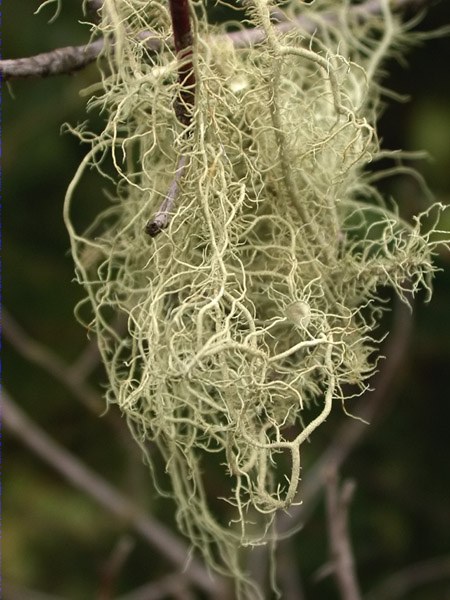 Usnea florida