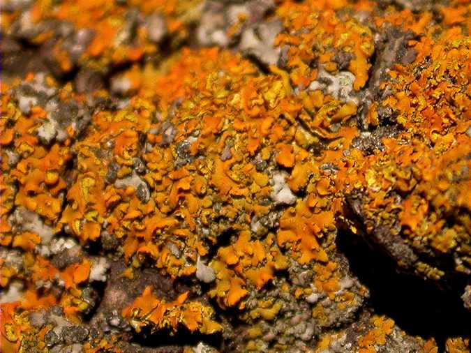 Xanthoria fallax