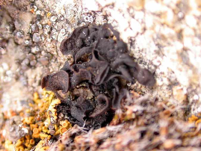 Collema flaccidum