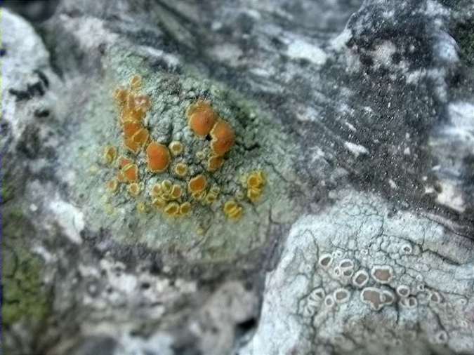 Caloplaca flavorubescens and Lecanora horiza (L. sienae)