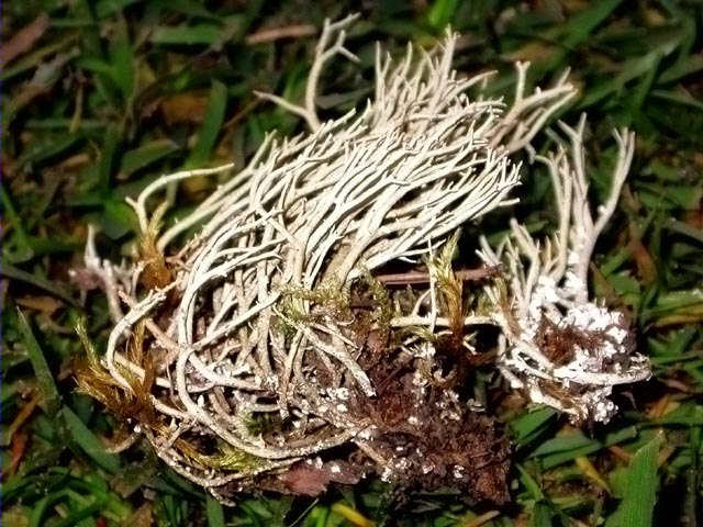 Cladonia furcata