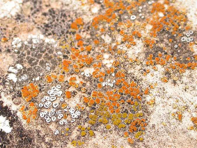 Caloplaca flavovirescens, Candelariella aurella, Lecanora dispersa, Rinodina bischoffii, Verrucaria nigrescens