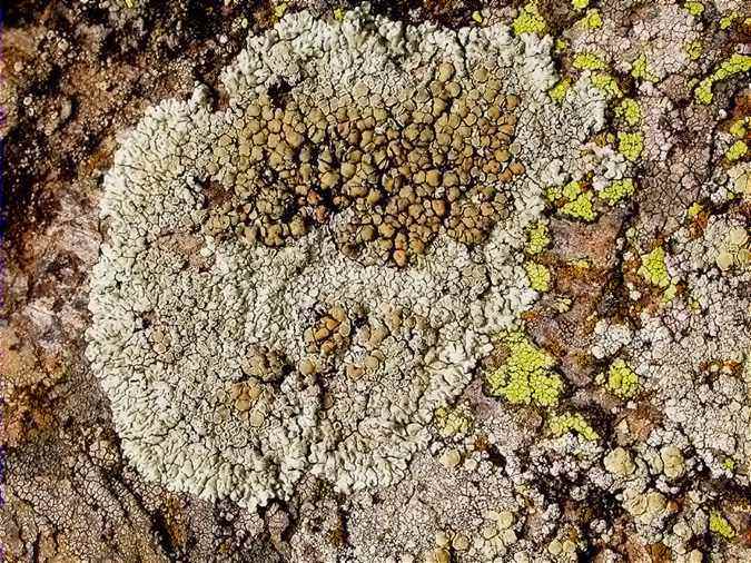 Lecanora garovaglii