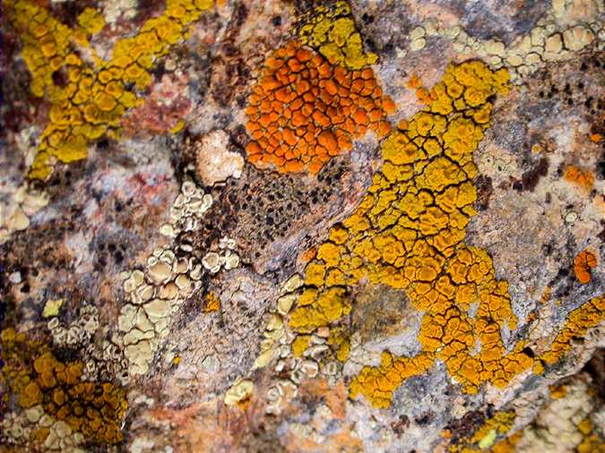 300 lichens, the challenge becomes more exciting