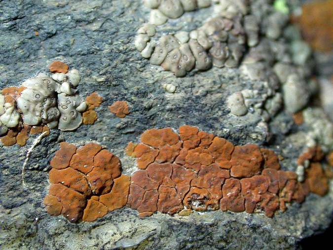 Acarospora sinopica and Acarospora smaragdula