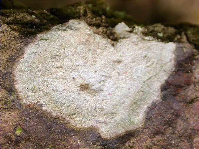 Pertusaria lactea