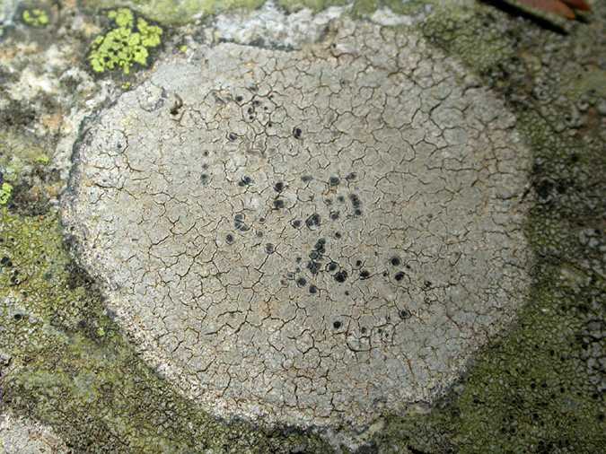 Rhizocarpon lavatum and Aspicilia supertegens