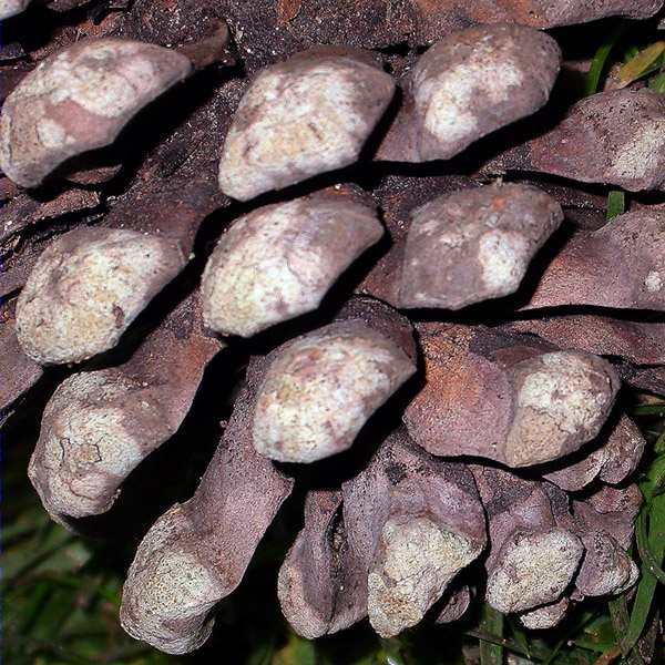 Lecanora strobilina