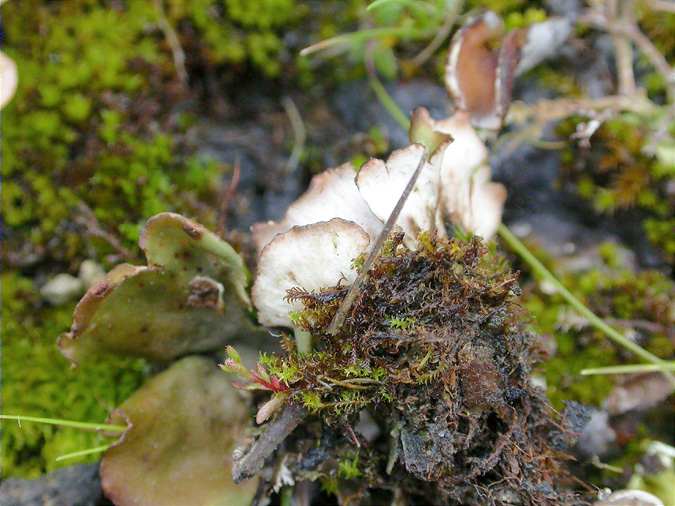 Peltigera leucophlebia lower side