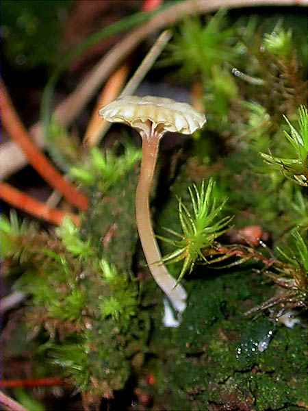 Lichenomphalia umbellifera (L.; Fr.) Redhead, Lutzoni, Moncalvo & Vilgalis