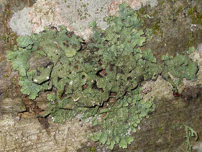 Lobaria pulmonaria