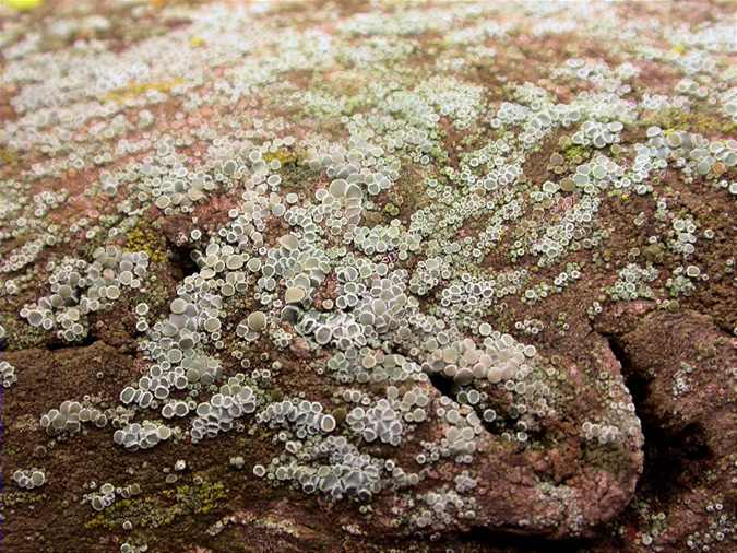 Lecanora varia habitus