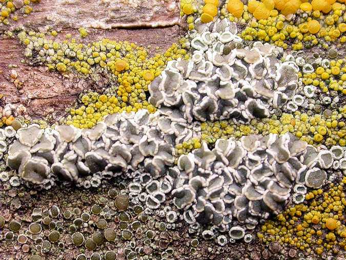 Lecanora varia