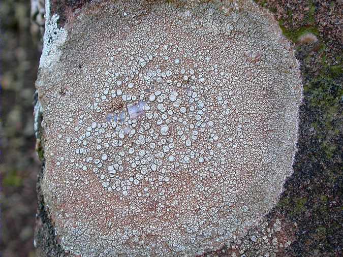 Dirina massiliensis f. massiliensis habitus